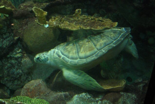 3-Day Barbados Kayaking & Wildlife Adventure