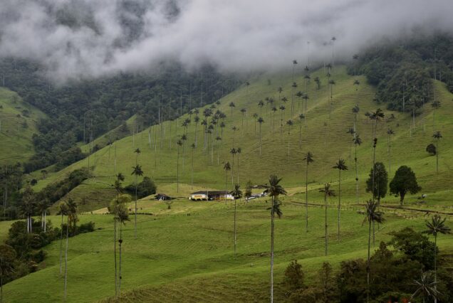 4-Day Cocora Valley Trekking & Coffee Region Cycling Adventure, Colombia
