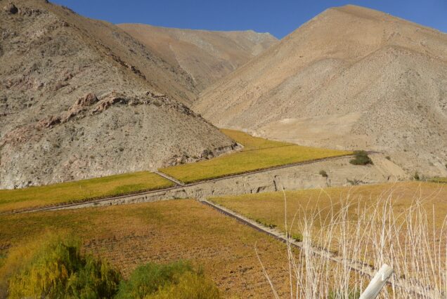 4-Day Elqui Valley & Coquimbo Coast Adventure, Chile